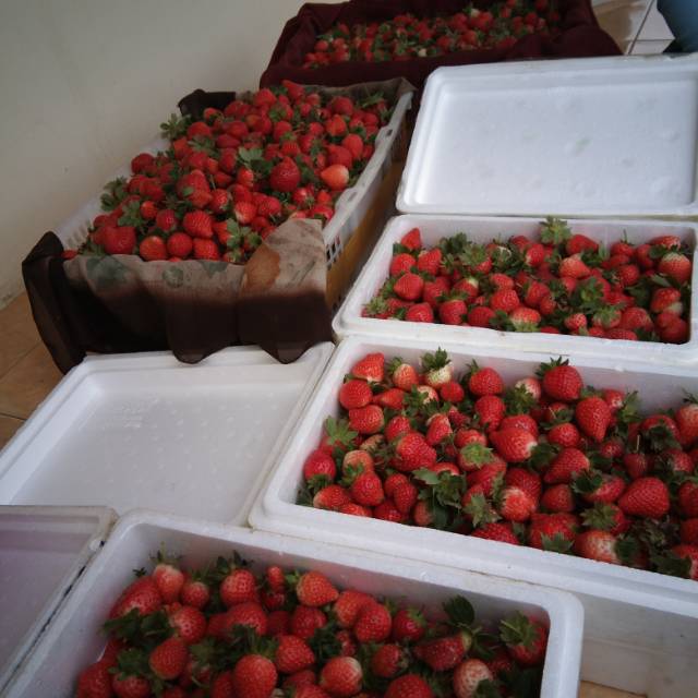 

Strawberry abres