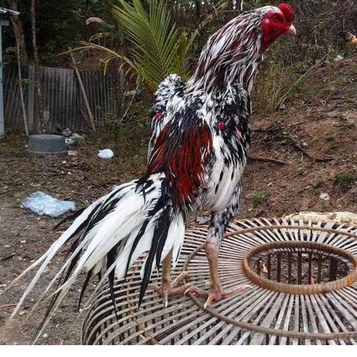

Sale--TELUR AYAM PETARUNG ADUAN BANGKOK EKOR LIDI FERTIL UNTUK DITETASKAN