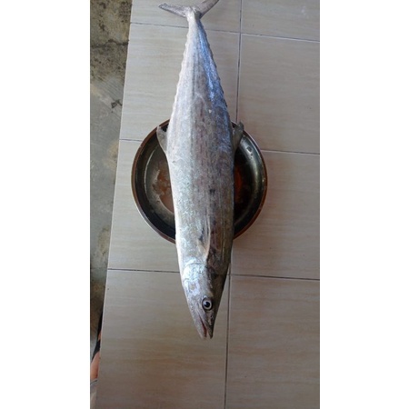 

Ikan Tenggiri Utuh Segar