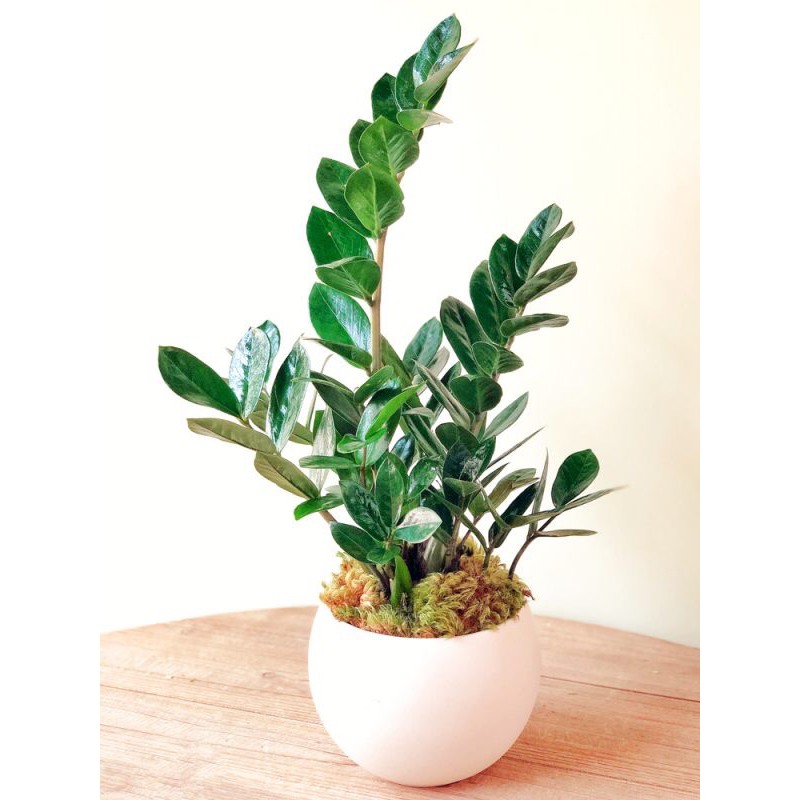 Zamioculcas zamiifolia (ZZ plant)