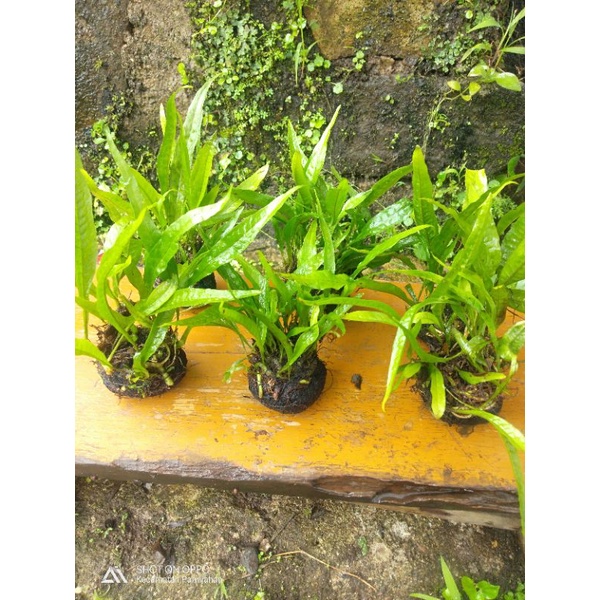 Kadaka Java fern media wabikusa hiasan Aquarium