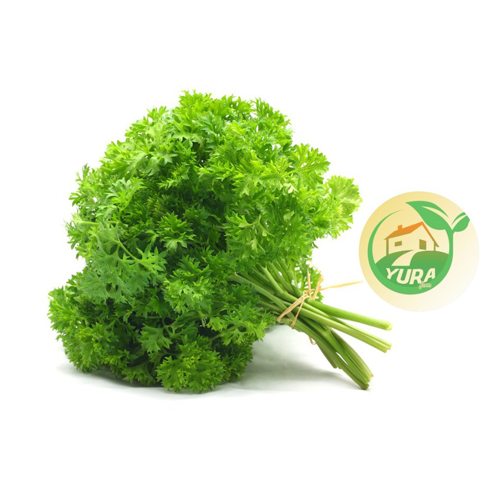 

DAUN PARSLEY Organik 100% Sayur Segar Organic