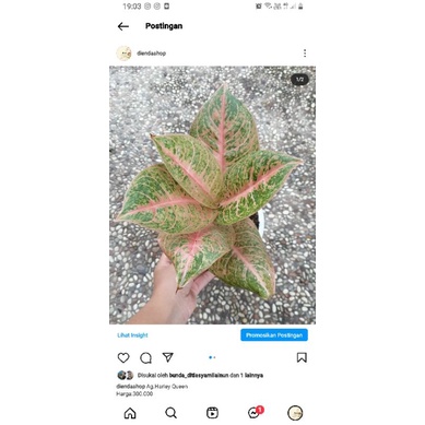 aglonema harley queen