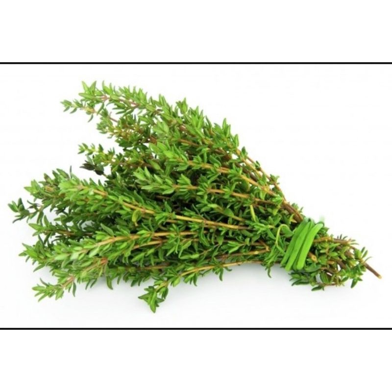

Daun Thyme Segar, Fresh Thyme, 50gr