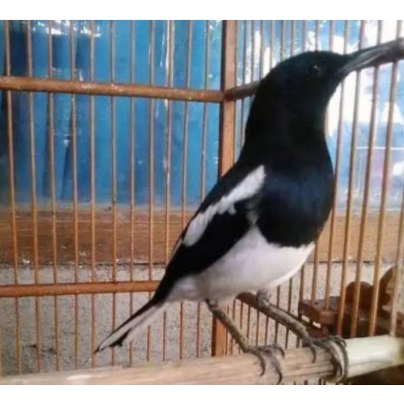 kacer jabar prospek sudah pur total