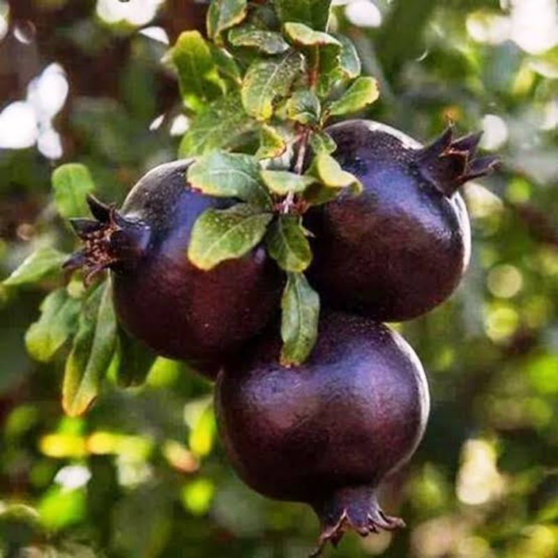 Bibit Delima Hitam Super Siap Berbuah MURAH ASLI