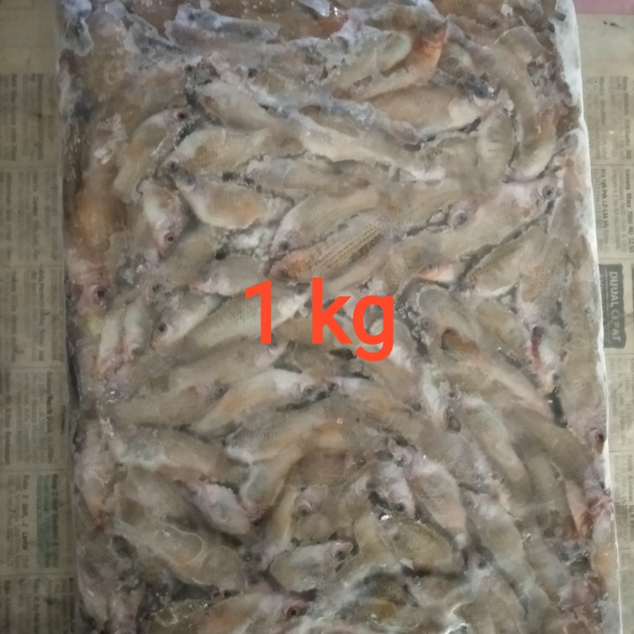 Cere laut beku pakan ikan