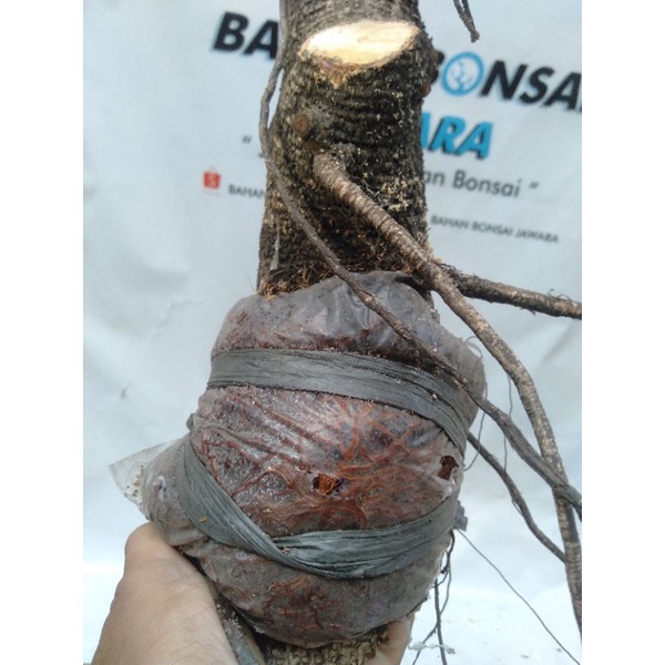BONSAI KIMENG BAHAN CANGKOK