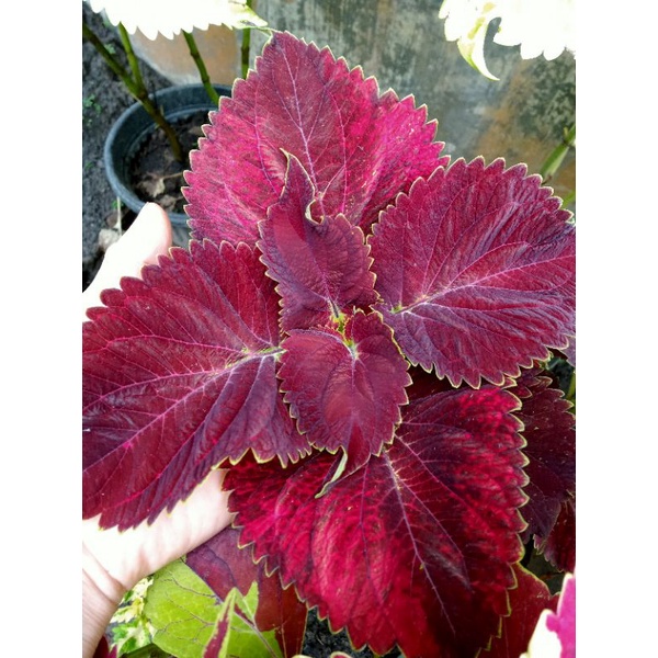 miana cantik id.sadewa