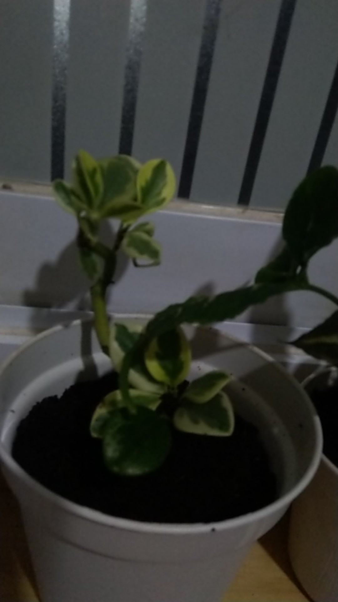 Paket 2 Tanaman Hias Peperomia Hijau Dan Variegata