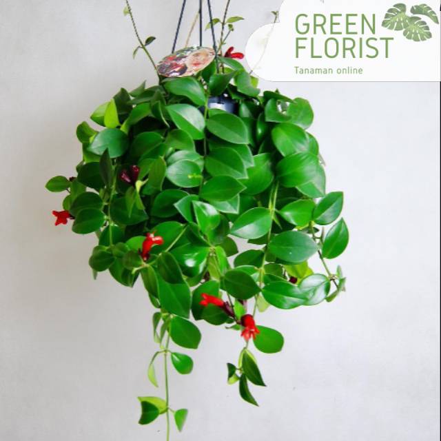 Tanaman pot gantung lipstik / tanaman gantung lipstik / tanaman hias lipatik / tanaman gantung