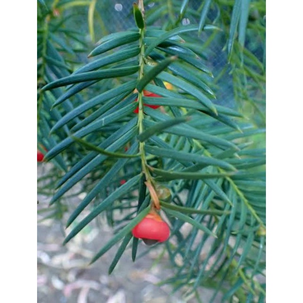 Taxus Sumantrana