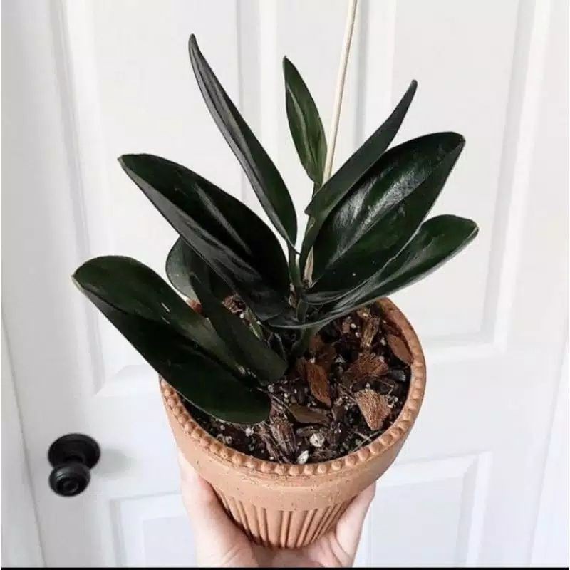 Scindapsus Treubii Dark Form