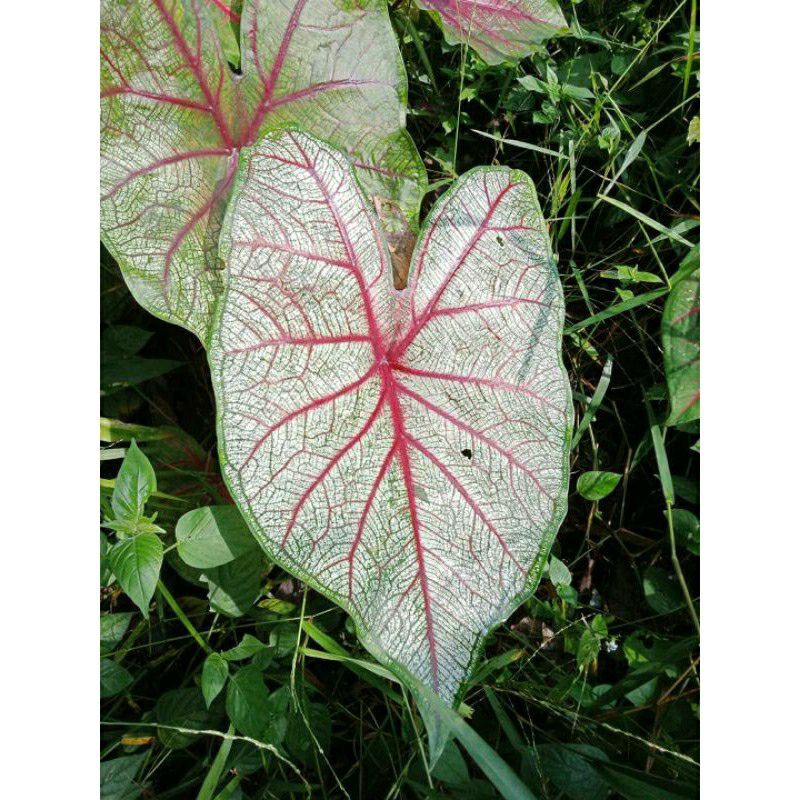 Bonggolan/ Umbi caladium White Quinn