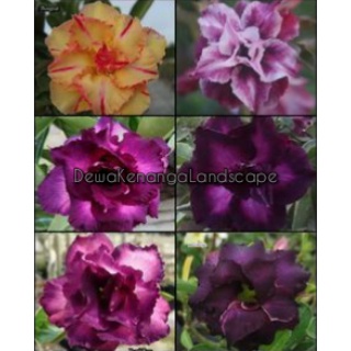 Paket 4 bunga adenium tumpuk - bibit bunga adenium tumpuk