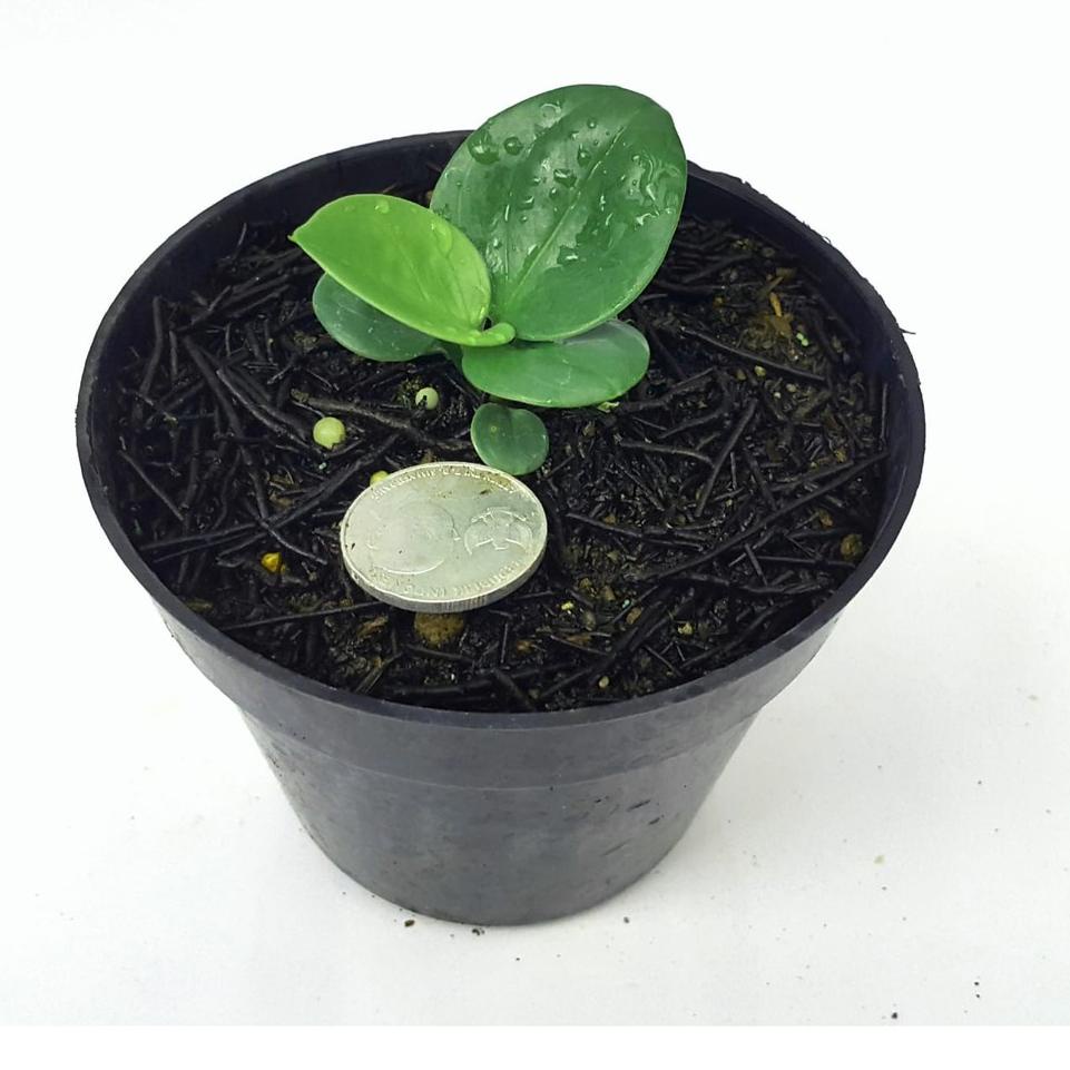 [KODE YKMYS] Anakan Jemani Mangkok Rosetan Kualitas Super