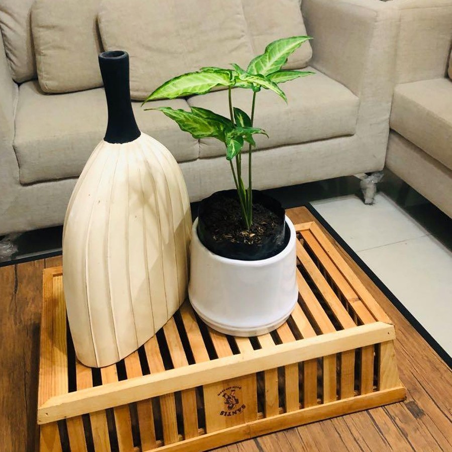 Keladi Mini Runcing Bintang Star Syngonium Trileaf Wonder Talas 2030