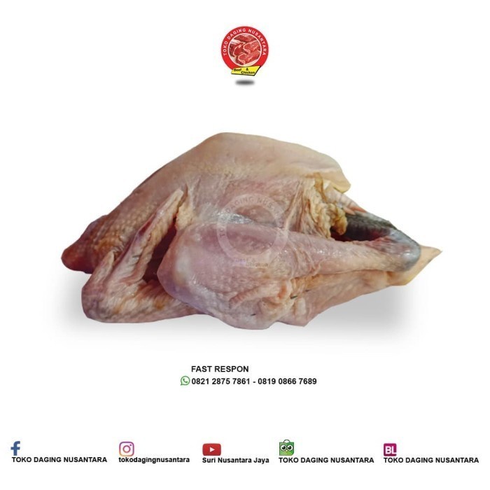 

AYAM KAMPUNG 1 EKOR