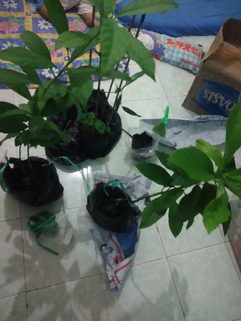 Bibit Pohon Alpukat Mentega