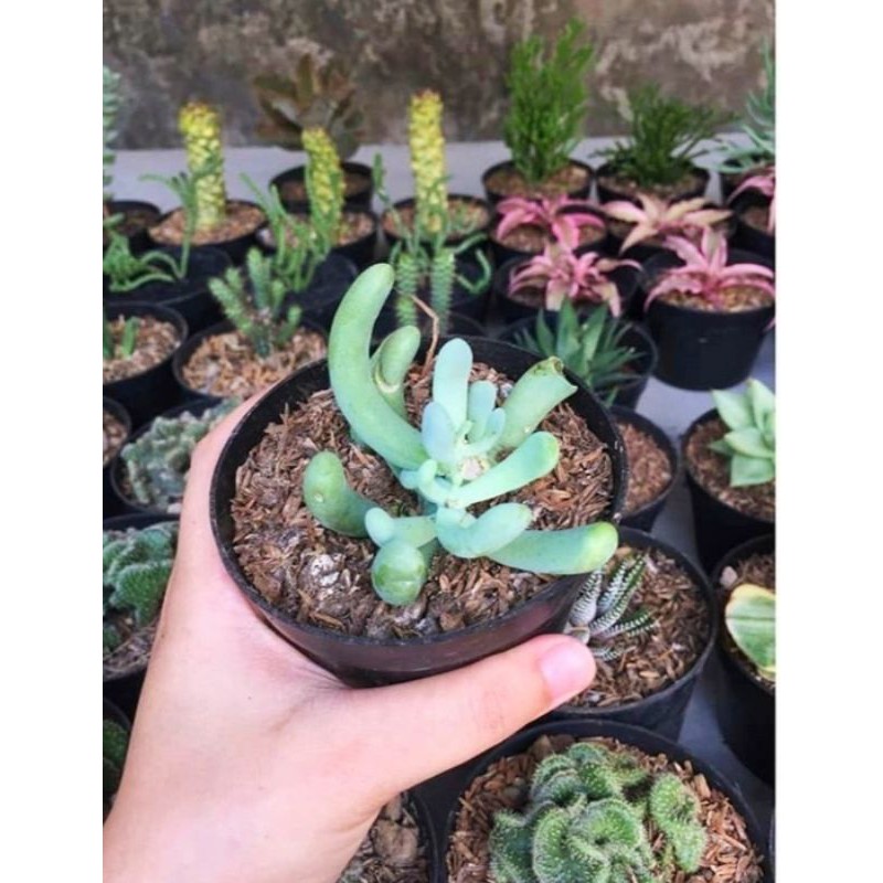 tanaman hias hidup tanaman kaktus mini sudah sama pot nya ya