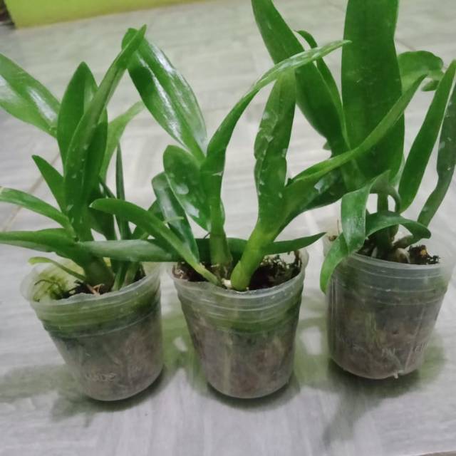 Bibit anggrek Dendro kriting