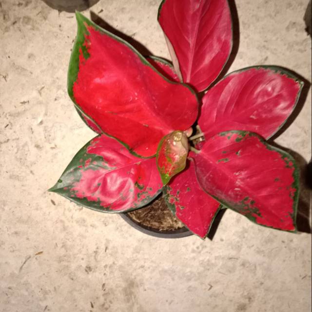 Bunga aglonema suksom jaipong