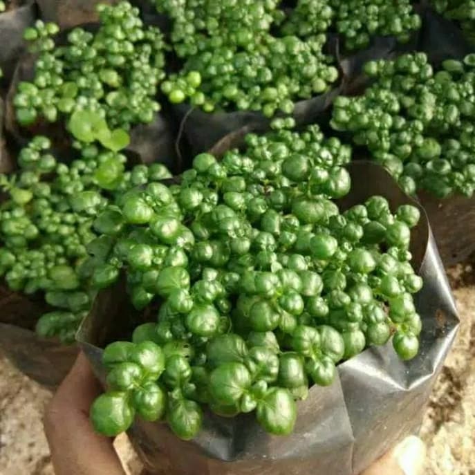 tanaman hias krokot kancing - tanaman hias krokot kancing - pohon krokot