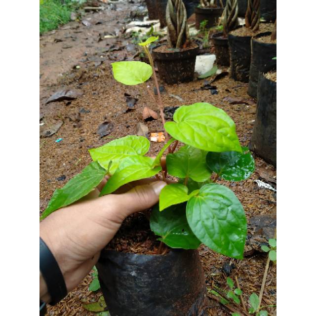 Tanaman herbal daun sirih-tanaman daun sirih-daun sirih