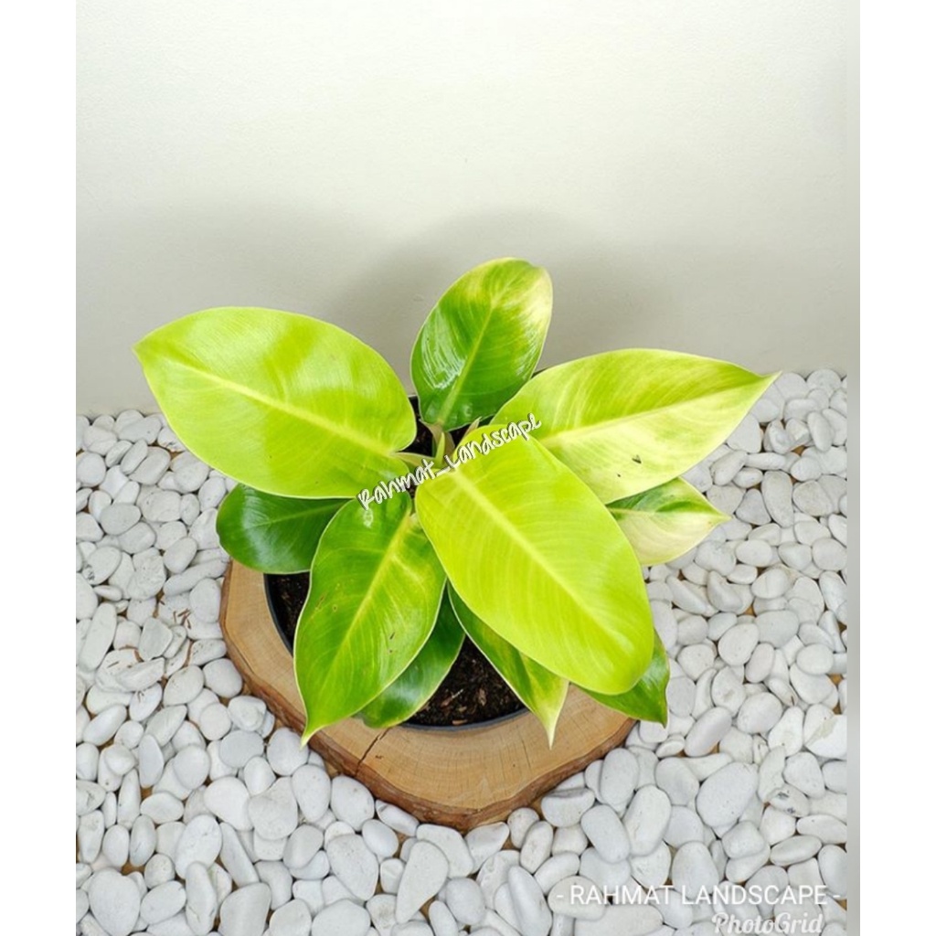 Tanaman hias philo lemon / tanaman indoor / tanaman hias indoor