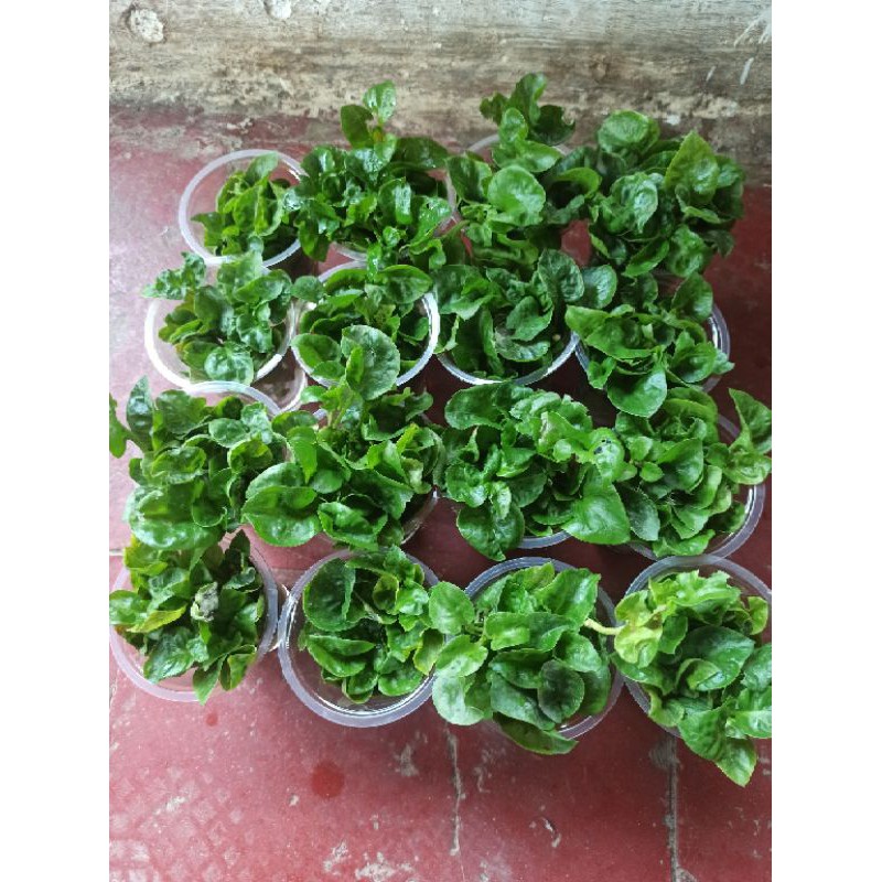 Bayam Brazil - Bibit Stek Bayam Brazil