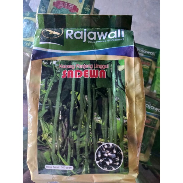 KacangPanjangSadewaRajawali