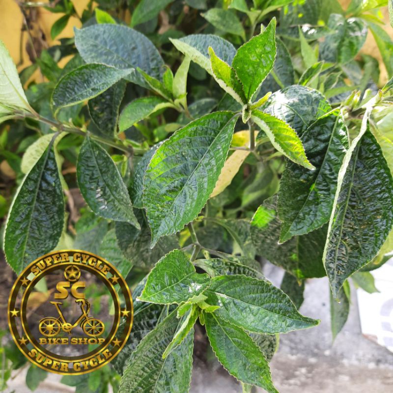 

DAUN KEJI BELING / DAUN O BIN CIONG KUN / obinciongkun