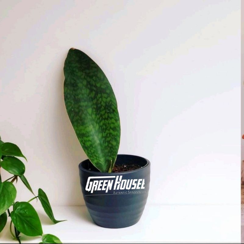 Sansevieria mansoniana Giant - Sansivera centong - lidah mertua centong - Sansivera