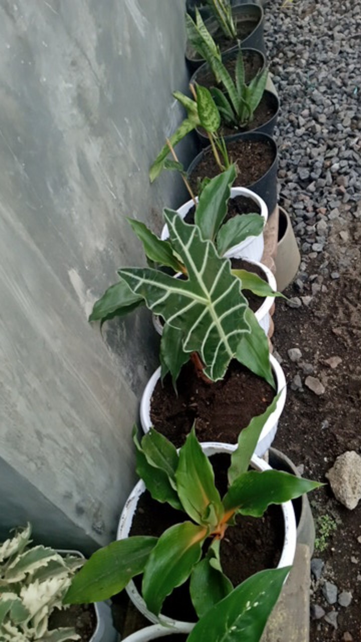 Couple Keluarga Dress Batik Solo Asli Mix Brokat Mama Papa Anak Dijual Terpisah M L Xl Xxl 4l 5l