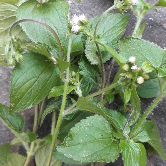 

Daun Bandotan 100 gr