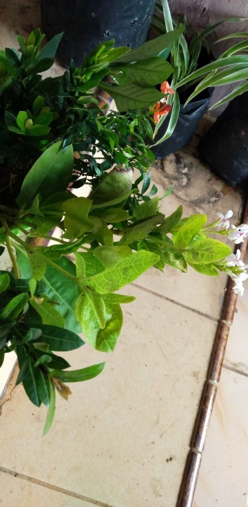 Tanaman Hias Crossandra