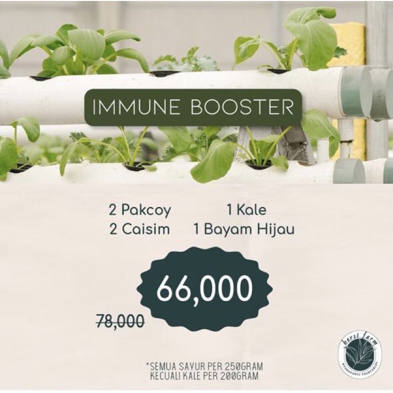 

Promo Sayuran Hidroponik Paket IMMUNE BOOSTER Pakcoy, Caisim, Kale, Bayam Hijau