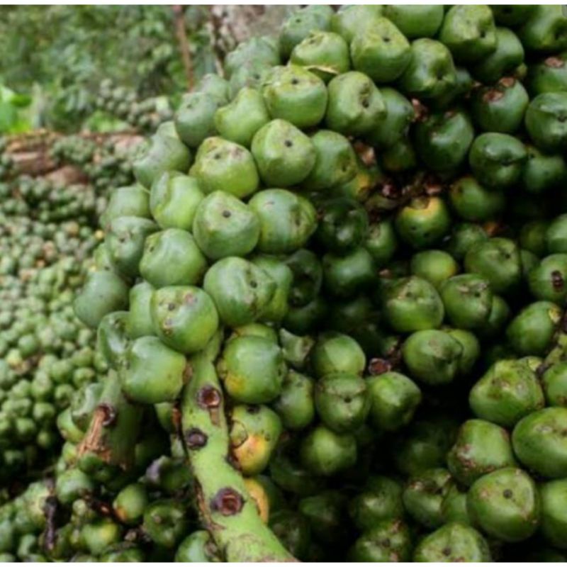 

BUAH KOLANG KALING MENTAH SEGAR 1KG