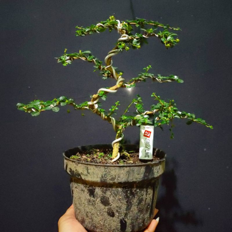 bonsai hokianti micro