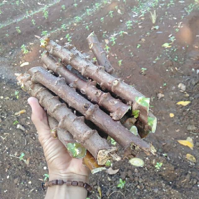 tanaman hiasbibit singkong - tangkai singkong - tanaman buah dan daun