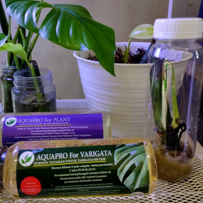 DF3♜ Bibit MONSTERA RHAPHIDOPHORA RHADIPHORA Pertusa dan pkt Hormon Varigata Barang Terlaris