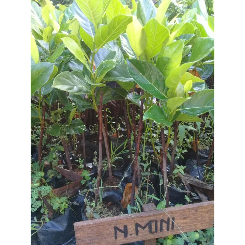 

murah!!4bibit nangka madu