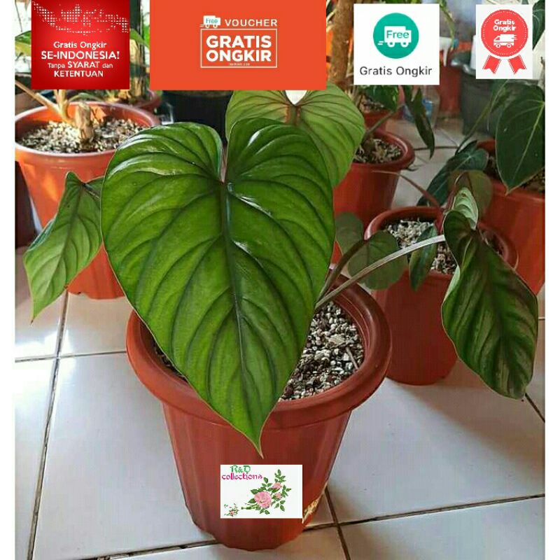 Tanaman hias Philodendron Plowmani Black face / Plowmani / Plowmanii