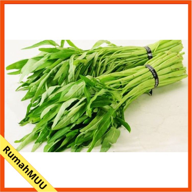 BIBIT BENIH SAYURAN KANGKUNG 20GRAM RumahMUU