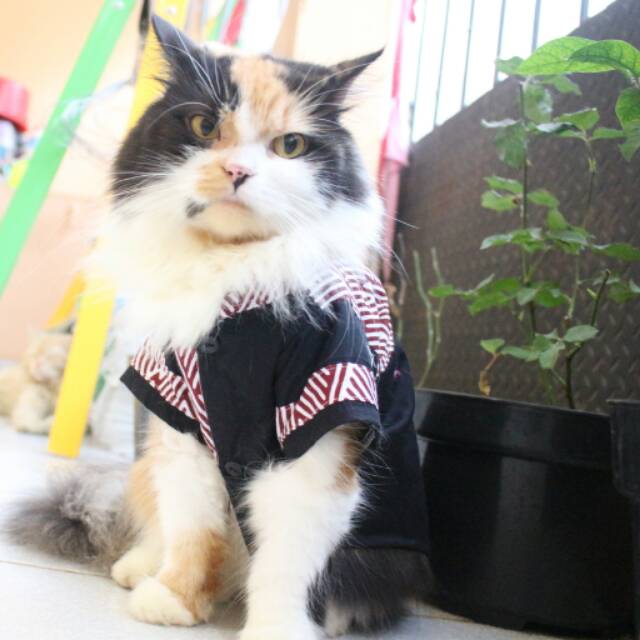 Baju Koko Untuk Kucing Dan Anjing Baju Kucing Lucu Kemeja