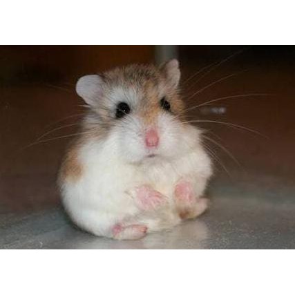 hamster Roborovski normal