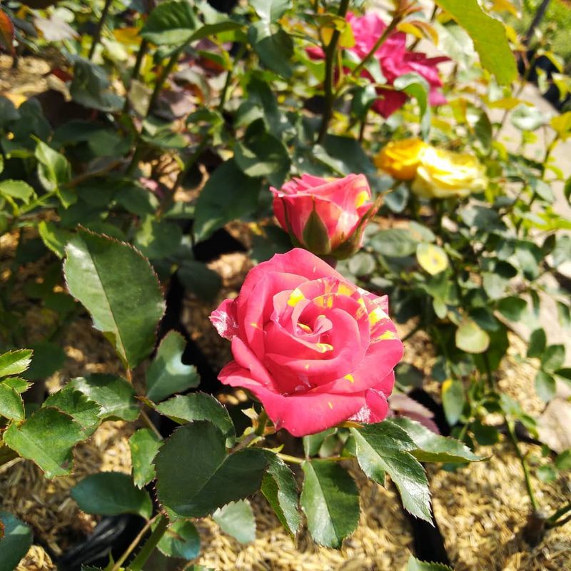 Bibit Tanaman Hias Bunga Mawar Pelangi/Rainbow Rose