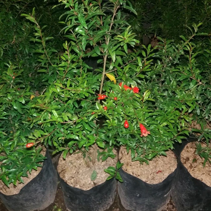 DISCOUNT BIBIT BUAH DELIMA MERAH BIJI LUNAK RED RUBY POMEGRANATE SPANYOL =