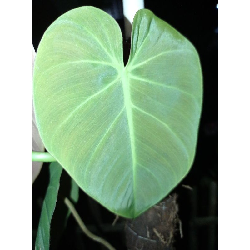 

promo pilho mican tanaman hias rambat mugi laris