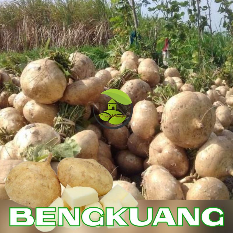 Benih Bibit Buah Bengkuang Bengkoang